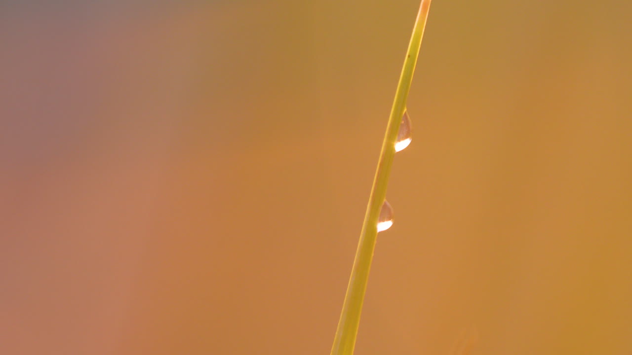 Two water droplets resting on a grass blade glowing in warm sunset tones
