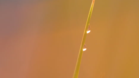two water droplets resting on a grass blade glowing in warm sunset tones