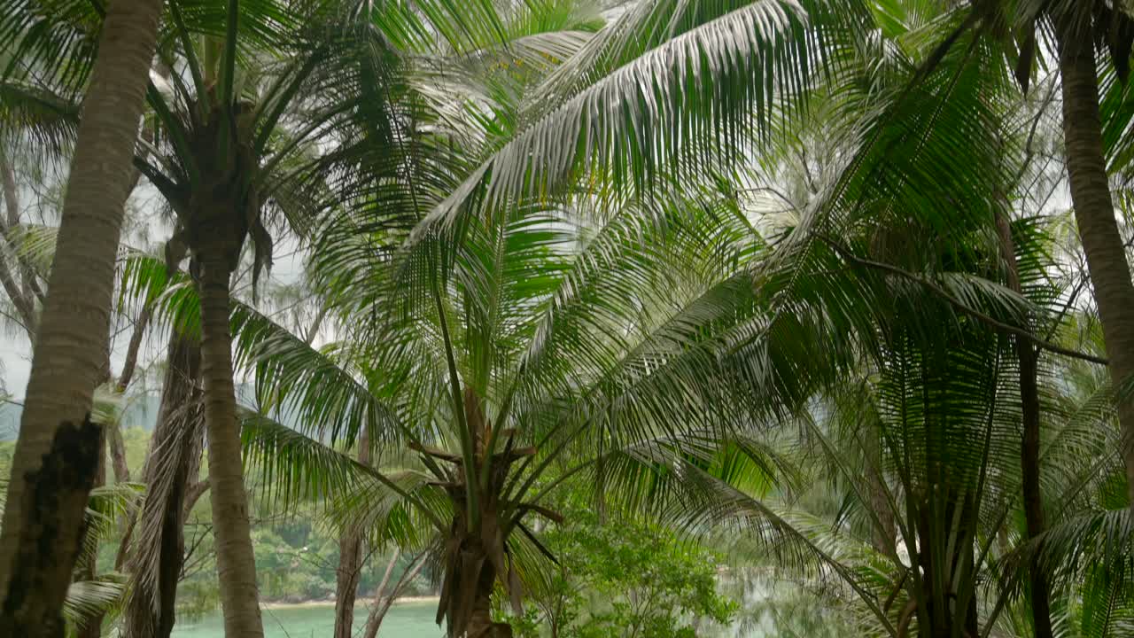 vídeo cinematográfico de la selva en las seychelles en la isla de ile-mitte, caminando a través de plantas altas y exóticas, con muchas rocas que rodean los paisajes y un hermoso mar en el fondo