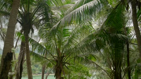 vídeo cinematográfico de la selva en las seychelles en la isla de ile-mitte, caminando a través de plantas altas y exóticas, con muchas rocas que rodean los paisajes y un hermoso mar en el fondo