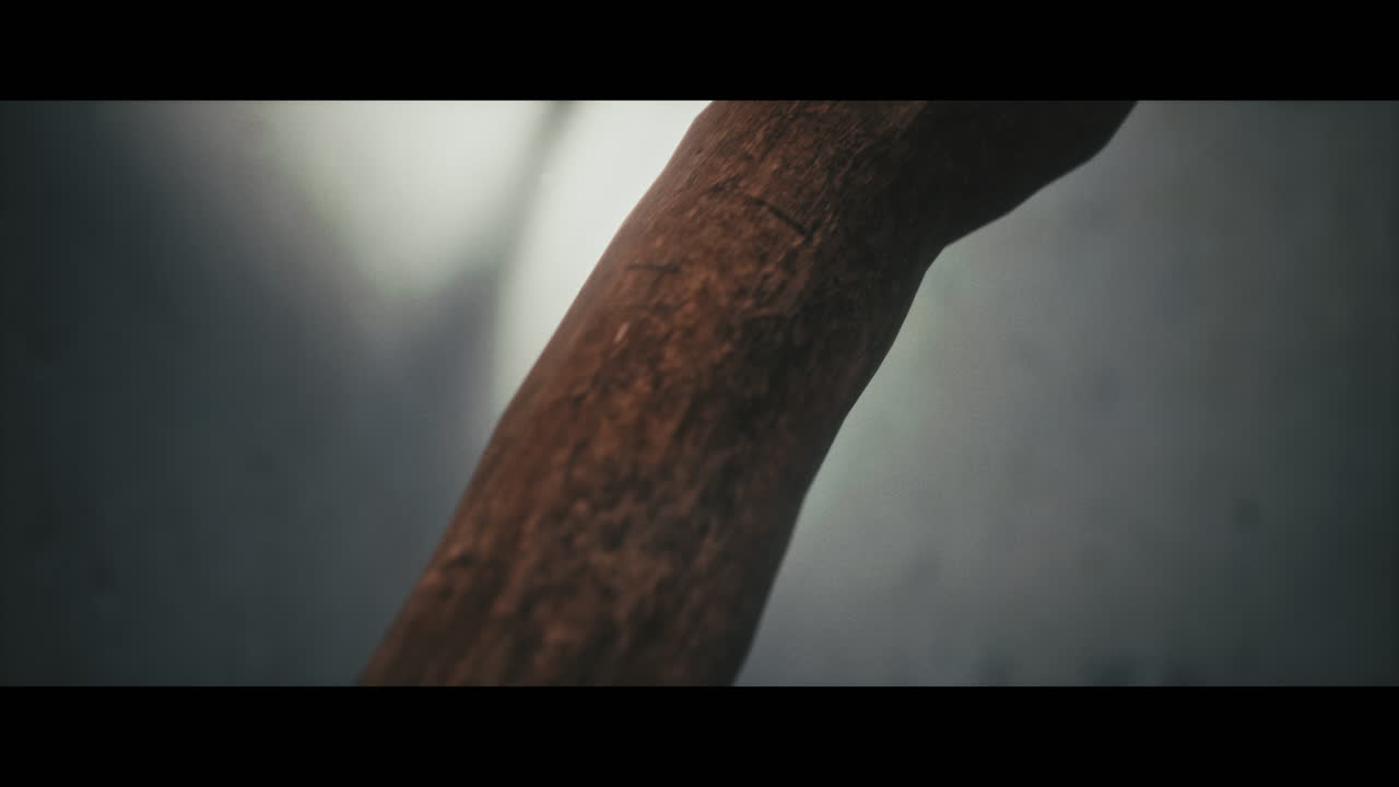 Close-up of a Wooden Branch