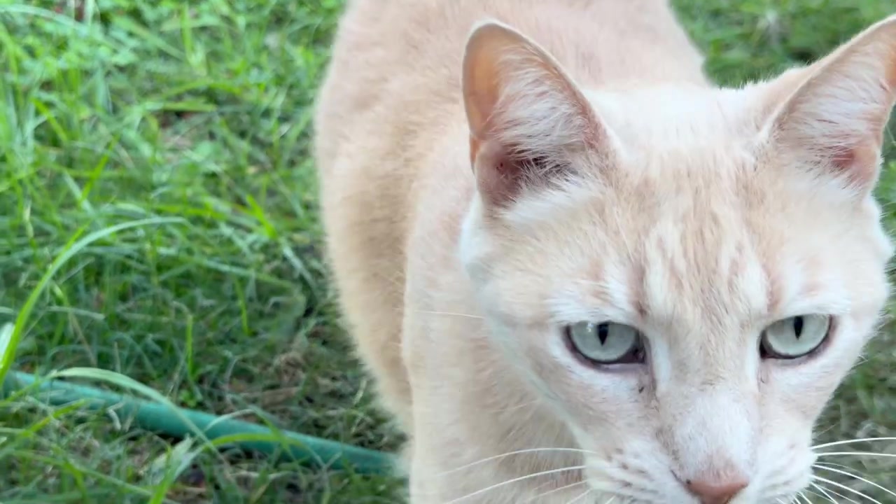 Un gatto rosso cammina vicino alla telecamera.