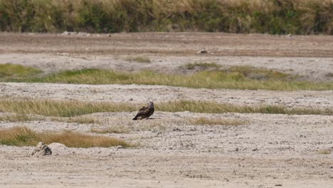 Black-eared-Kite,-Milvus-lineatus