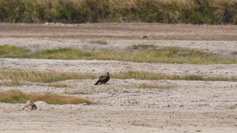 black-eared kite, milvus lineatus