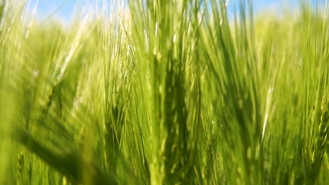 view through the green cultivated farmland growing wheat