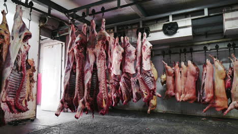 freshly slaughtered pig and beef carcass hanging from meat hook at slaughterhouse