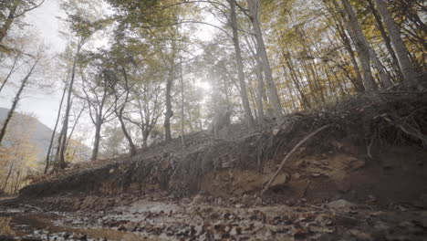 perro canino al rescate en la espeluznante temporada de otoño del bosque del montseny