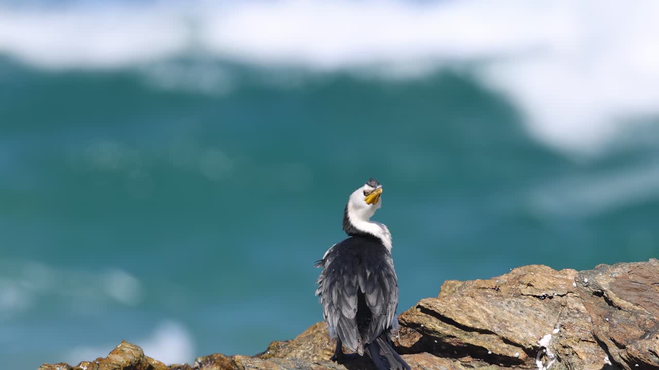 A cormorant stands on rocky terrain, watching the ocean waves crash against the shore.