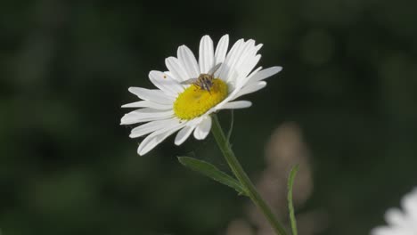 Hoverfly-on-Daisy-Flower