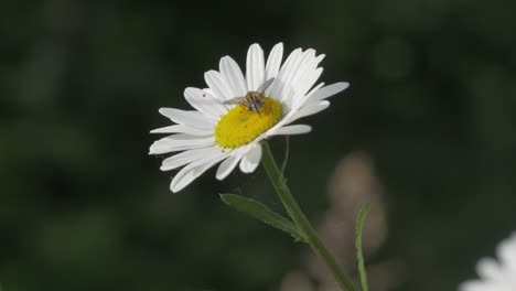 hoverfly on daisy flower