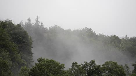 Nebel-Zieht-Langsam-Durch-Einen-Dunklen-Wald,-Perfekt-Für-Dramatische-Aufnahmen