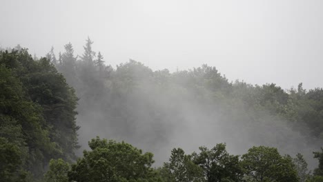 fog slowly passing through a dark forest, perfect for dramatic shot