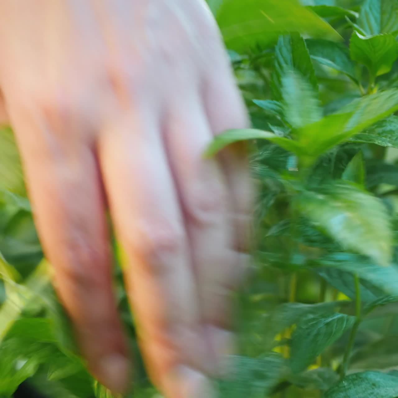 granjero arranca hojas de menta para cocinar ingredientes y refrescos 1