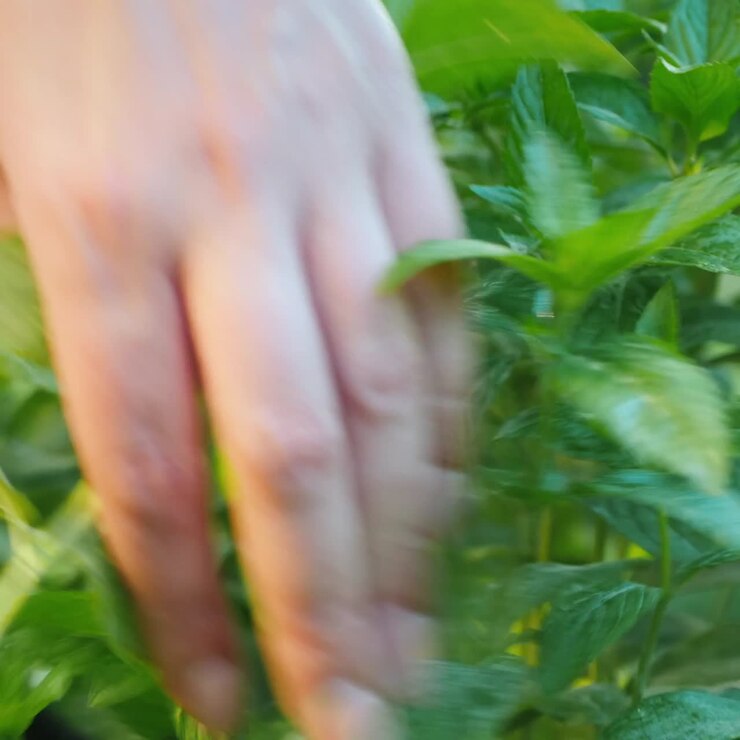 Contadino raccoglie foglie di menta per ingredienti da cucina e bevande analcoliche 1