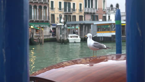 a bird rests on the roof of a boat at a blue and green dock in venice