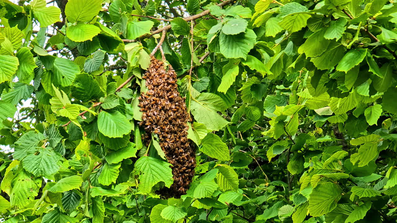 A close-up shot captures a large, dense swarm of wild honey bees clustered together and hanging from the branch of a green, leafy tree while looking for a new hive