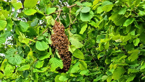 a close-up shot captures a large, dense swarm of wild honey bees clustered together and hanging from the branch of a green, leafy tree while looking for a new hive