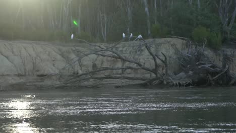 Al-Aire-Libre-Naturaleza-Puesta-De-Sol-Amanecer-En-El-Río-Australia-Pájaros-Cacatúas-Acampar