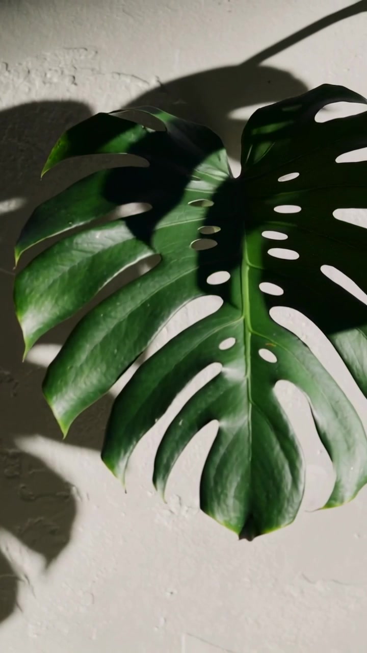 Video verticale: Telecamera in movimento in una stanza con una luce laterale che proietta ombre, mostrando una foglia di Monstera, con spazio per il testo.