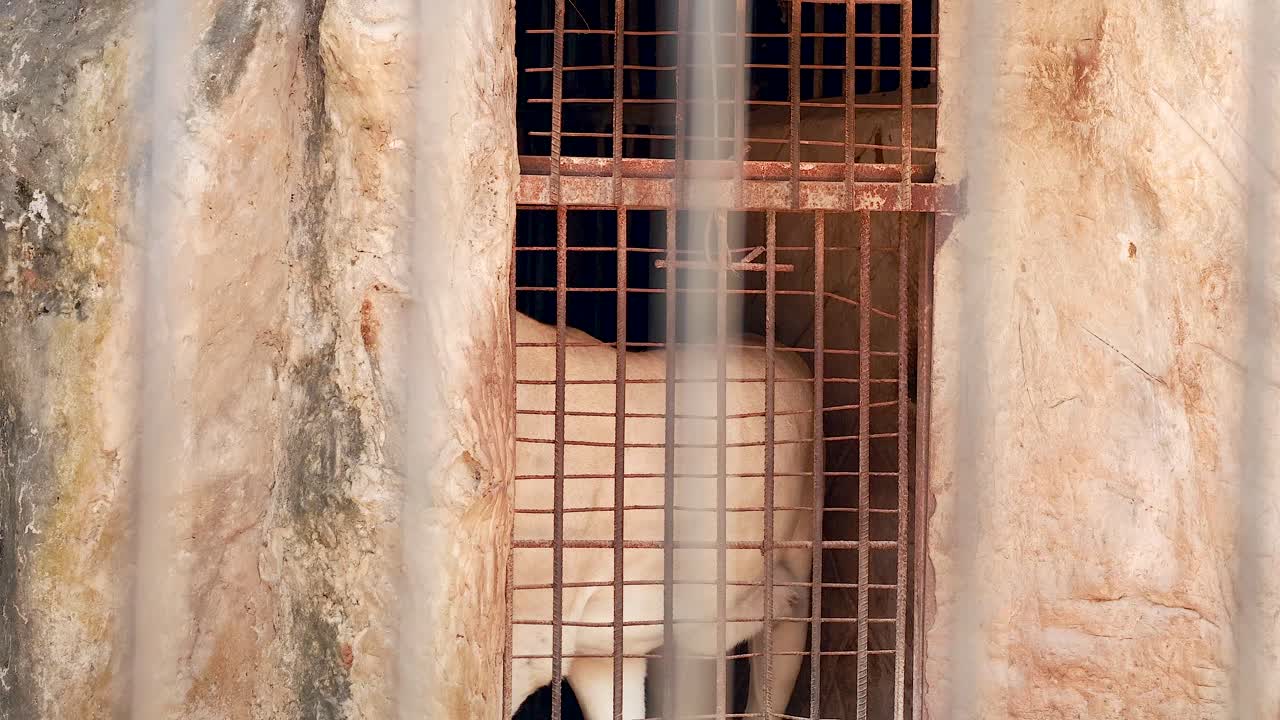 león paseando dentro de un recinto del zoológico