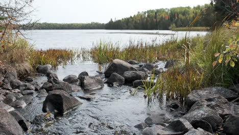 Hunting-Dog-Running-Through-Rocks-And-Tall-Grass