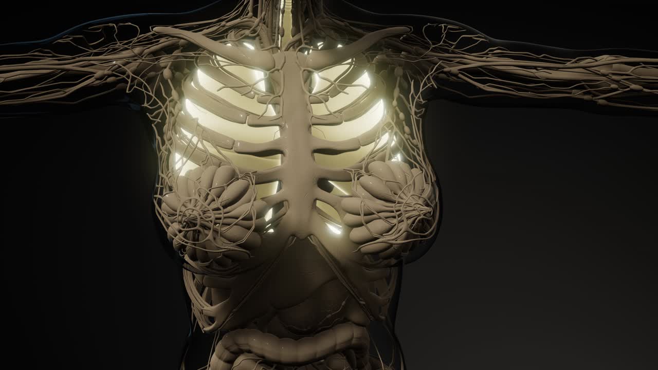 examen radiológico de los pulmones humanos