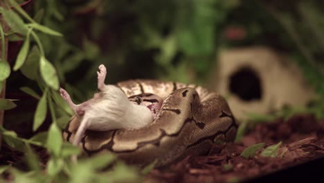 snake eating a mouse or rat - ball python - close up