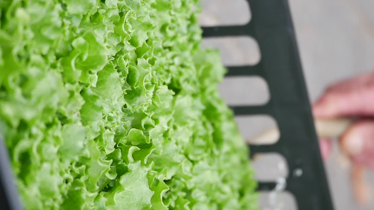 Fresh Lettuce in a Container