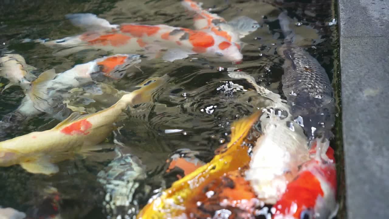 연못 에 있는 코이 물고기