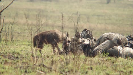 a hyena looks around before taking a bite out of an elephant carcass