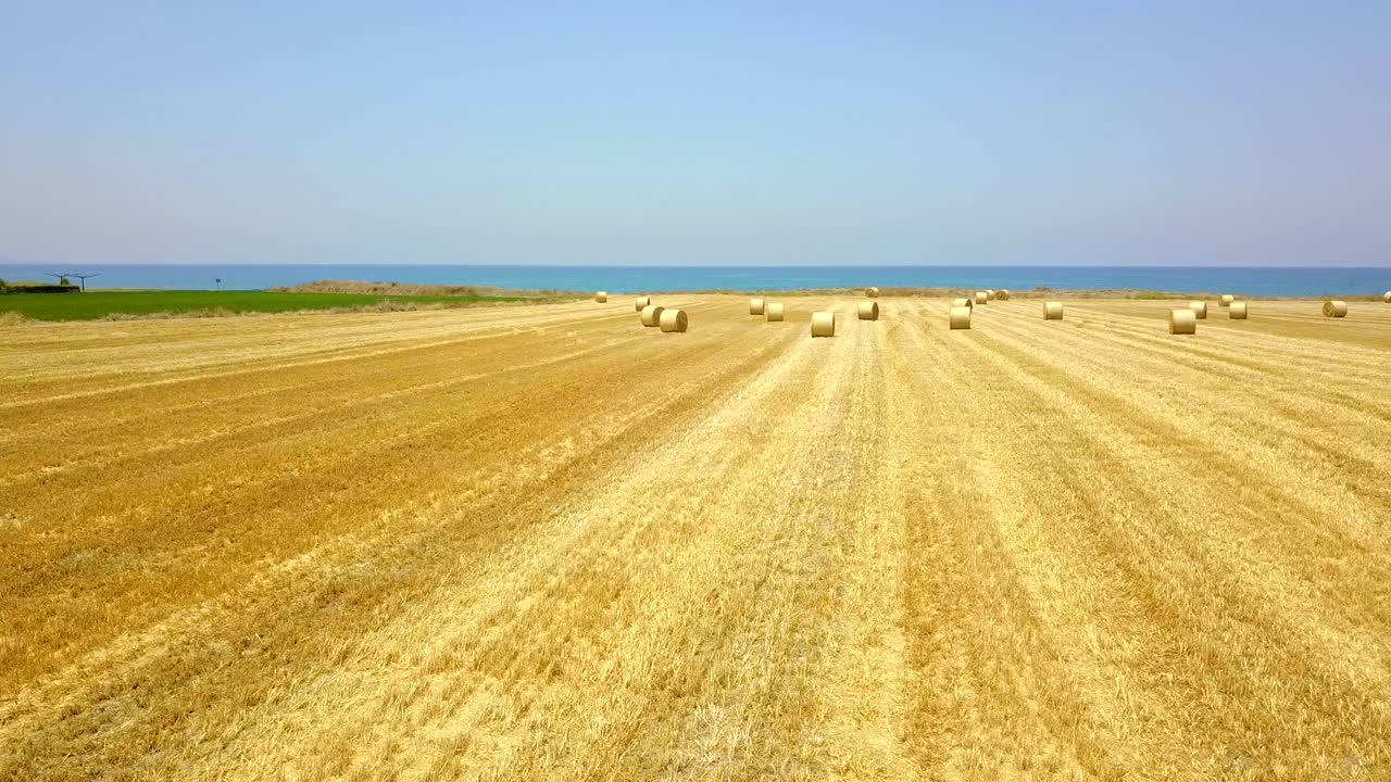 Yuvarlak saman balyalarıyla sarı tarla. Hasat