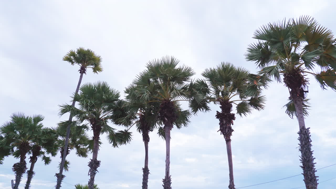 Waving leaves of the tall palm trees with blue skies as its background