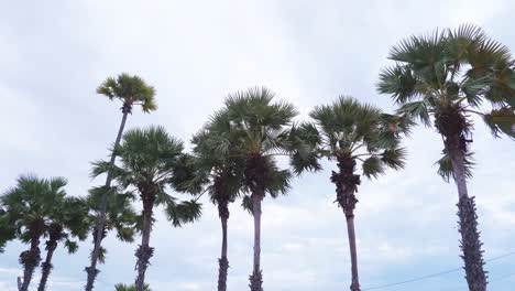 hojas ondulantes de las altas palmeras con cielos azules como fondo