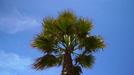 hojas verdes de palmera en brisa ligera con fondo de cielo azul, vacaciones de verano