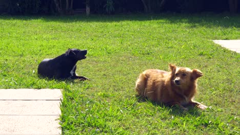 dos perros de raza mixta mastican un hueso en la hierba bajo el sol