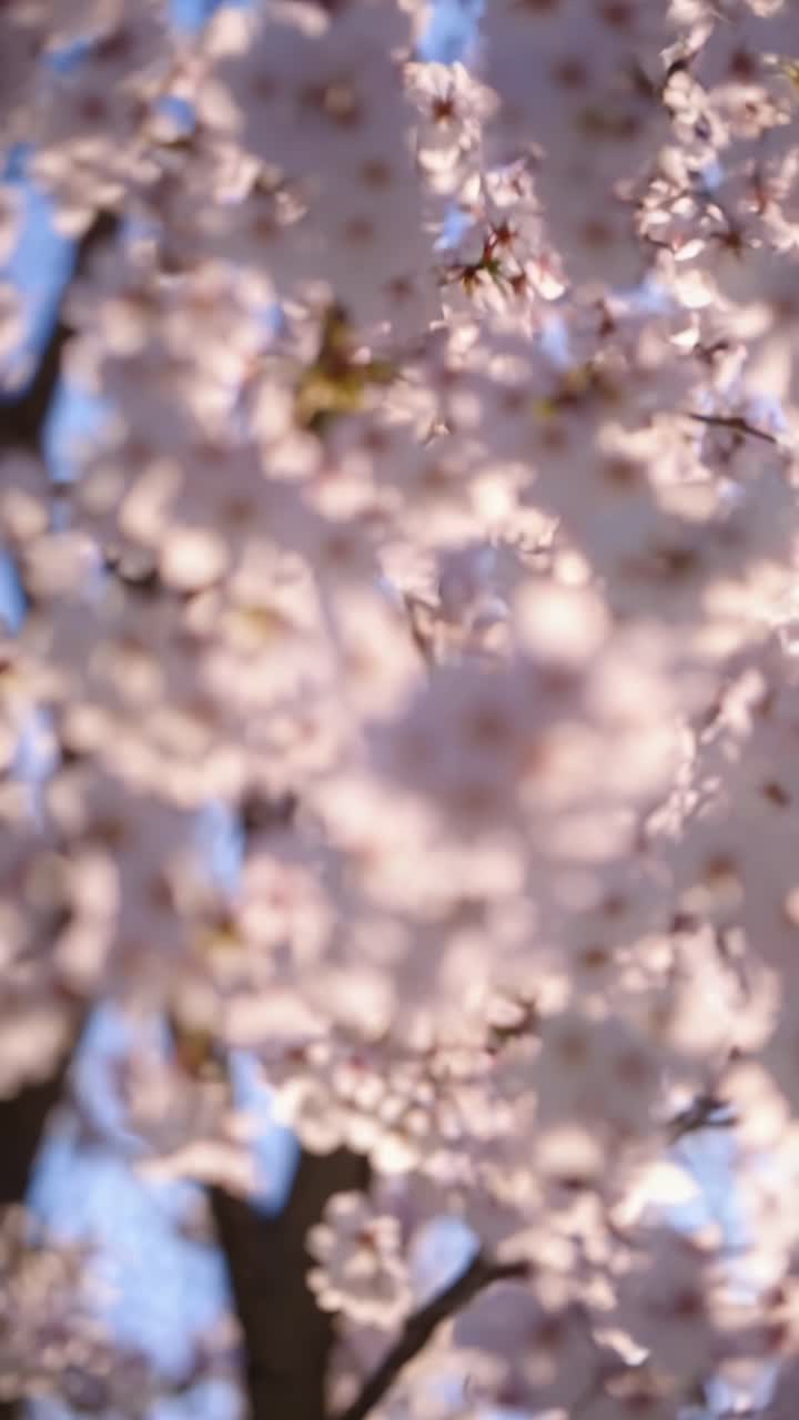 Close-up, upward angle of cherry blossoms against a blue sky, capturing a serene and natural beauty
