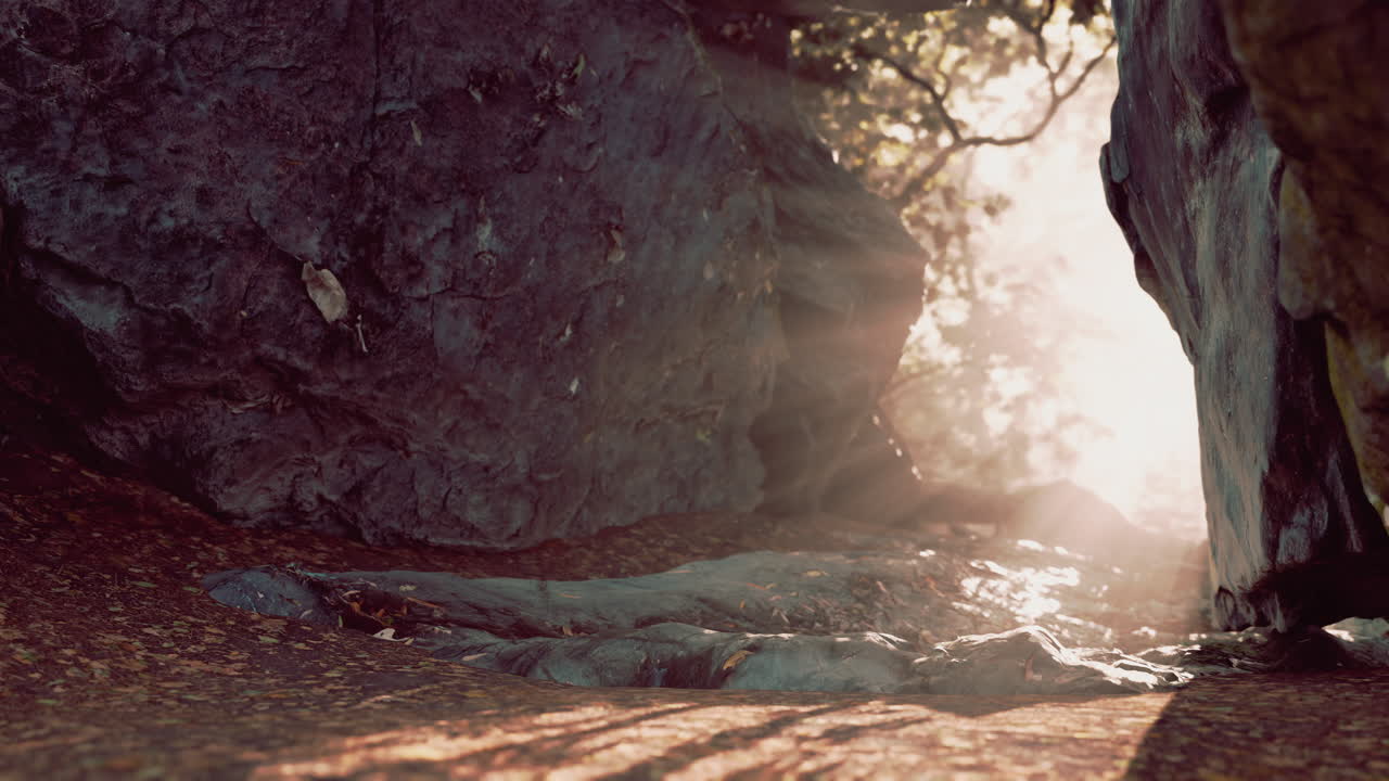 안개 숲의 동굴을 통해 빛나는 빛