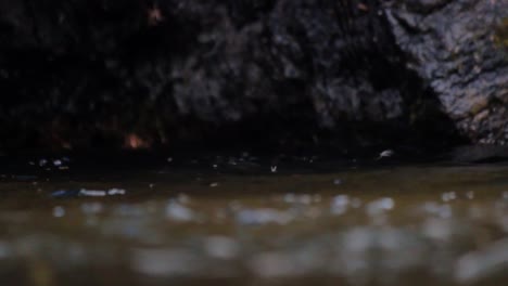 A-closeup-shot-of-Mayflies-on-the-water-surface-and-a-Cutthroat-trout-jumps-out-of-the-water-in-the-background