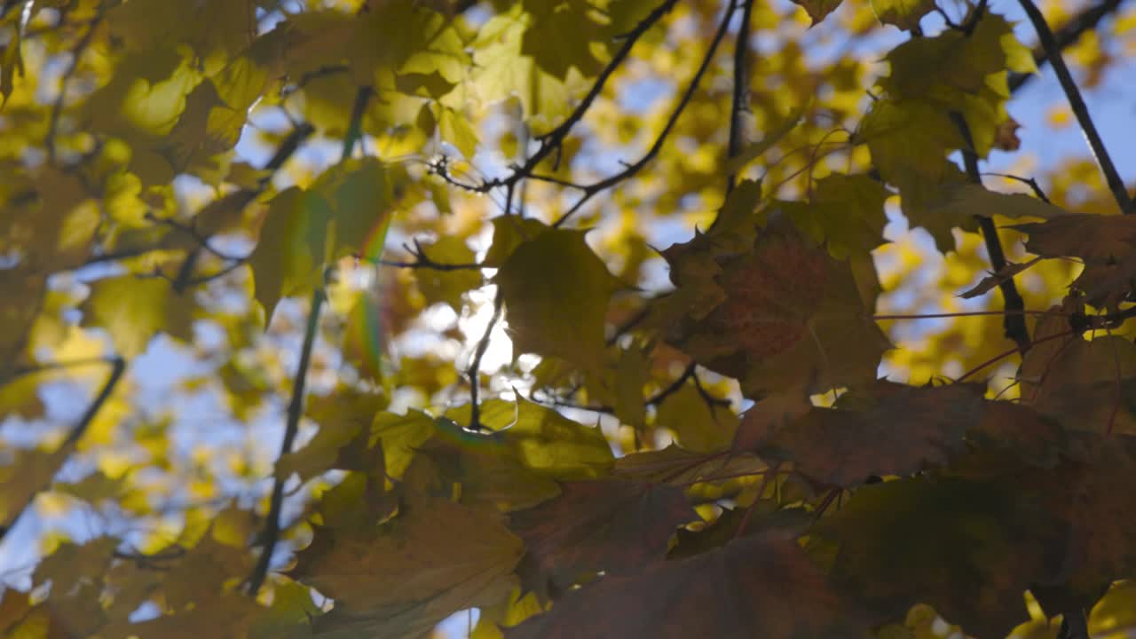 Maple Tree in Fall with leaves blowing in the wind with lens flare