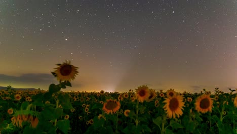 Sterne-Bewegen-Sich-Am-Nachthimmel-über-Dem-Feld-Der-Sonnenblumenfarm-Und-Der-Wind-Bewegt-Die-Wolken-Am-Himmel,-Die-Für-Hintergrund--Und-Lebensmittel--Und-Getränke--Und-Pflanzenölsamenindustrie-Für-Die-Bio-Küche-Nützlich-Sind