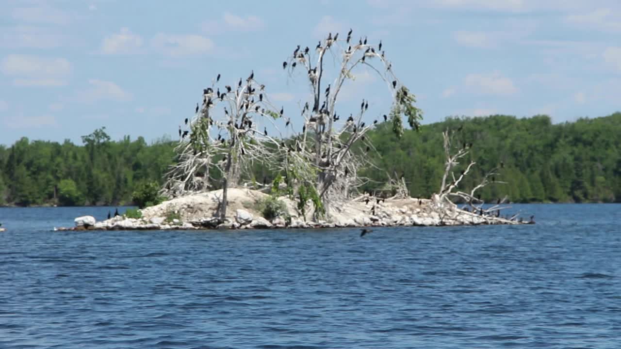 Black Birds Perching On The Branches Of A Dead Tree In The Middle Of Kawartha Lakes In Ontario, Canada - wide shot