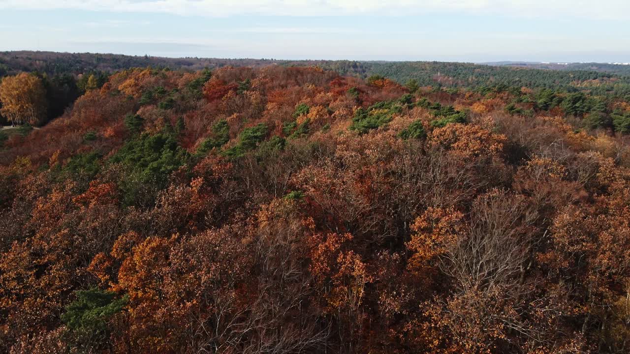 paisaje aéreo del bosque otoñal, árboles elevados con follaje marrón y rojo vívido