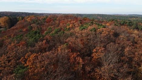 Aerial-scenery-of-autumn-forest,-flyover-trees-with-vivid-brown-and-red-foliage