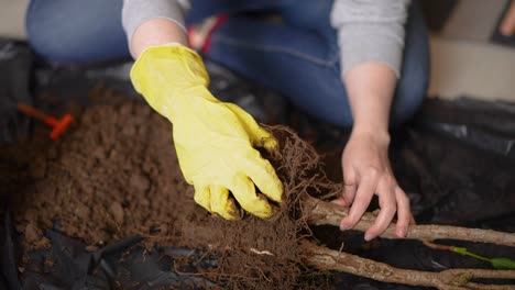 woman preparing a small tree for transplanting