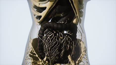 anatomía detallada del sistema digestivo humano