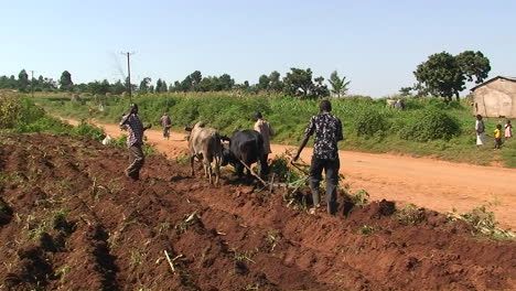 three men and an ox plough crops in an african village