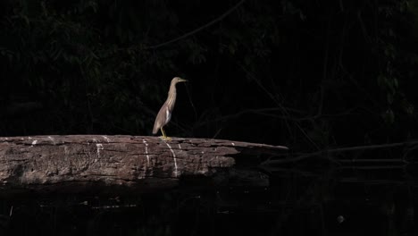 a dark background shot of a chinese pond heron ardeola bacchus perching motionless on a fallen log.