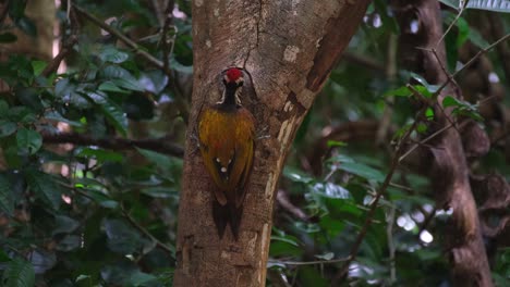 seen from its back while it pecks on the tree and then goes up, common flameback dinopium javanense, male, thailand