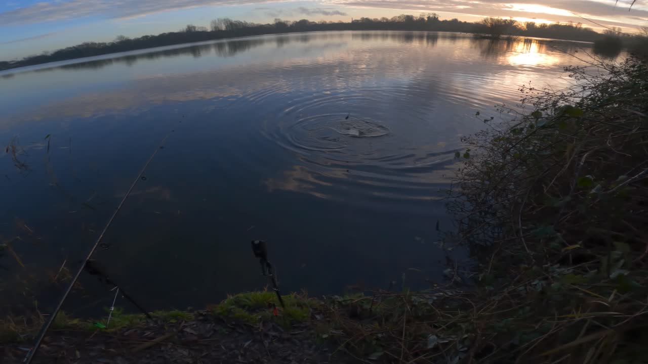 Fishing at sunrise, capturing calm moments by the lake with bream