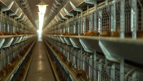 time-lapse of caged chicken eating inside a poultry meat processing factory